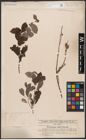 Foto von Salix aurita L.